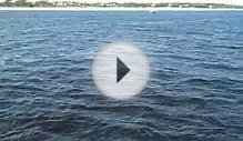 Dolphin Cruise Panama City Beach, FL Spring Break 09